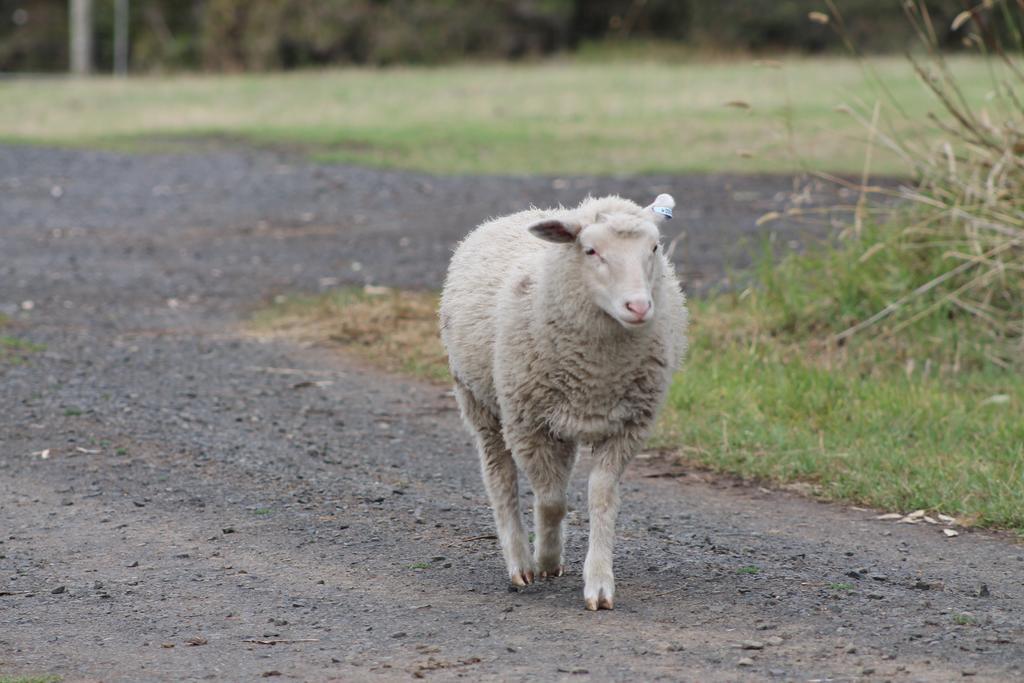 Bimbadeen Phillip Island Farm Retreats Ventnor Esterno foto